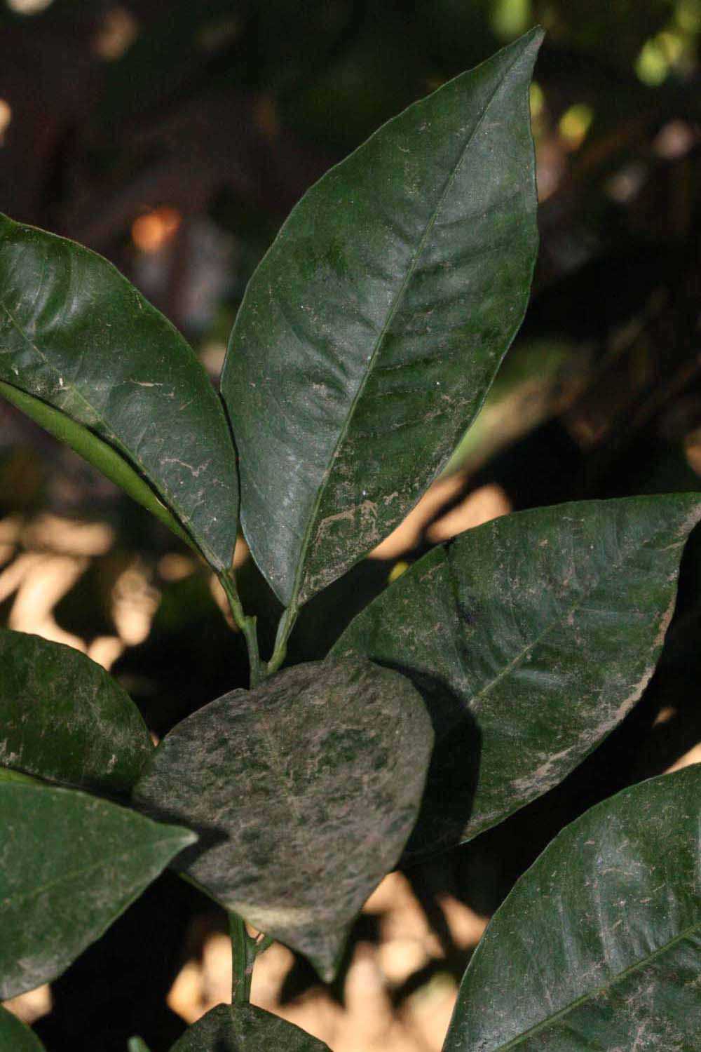              Shade leaves (Riverside, CA)       